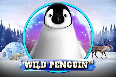 Wild Penguin